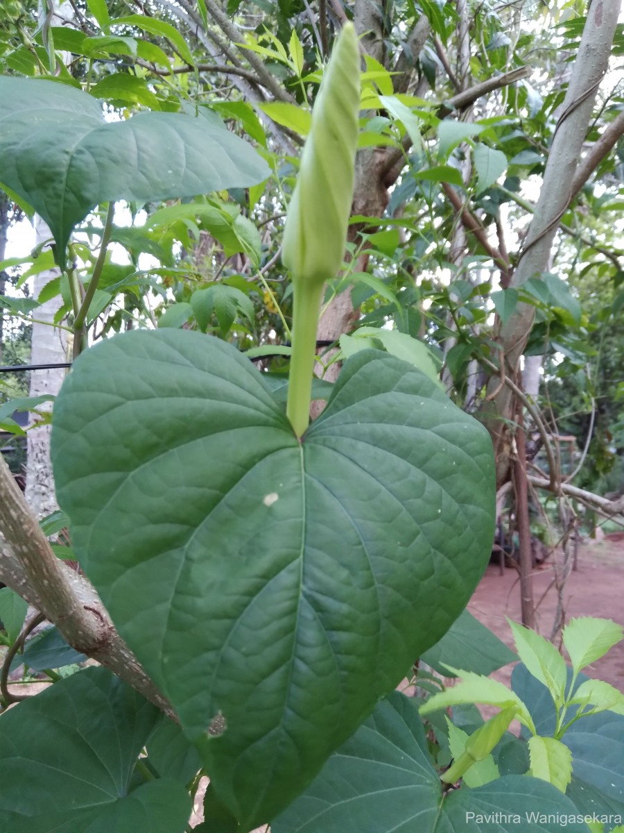 Ipomoea alba L.